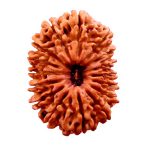 17 MUKHI RUDRAKSHA