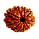 9 MUKHI RUDRAKSHA